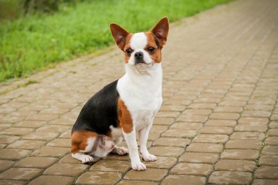 Тайский чихуахуа фото