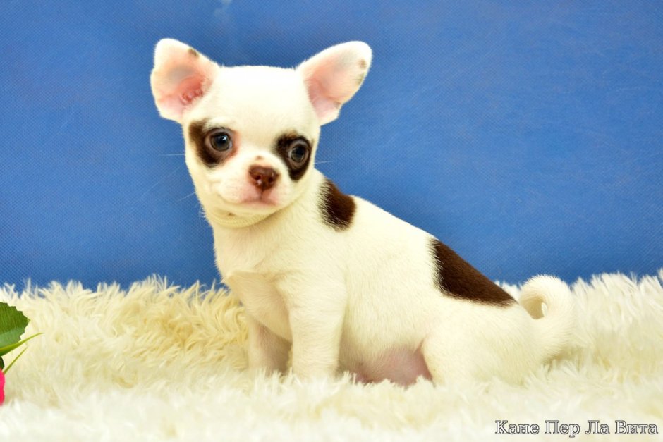 Чихуахуа необычные окрасы