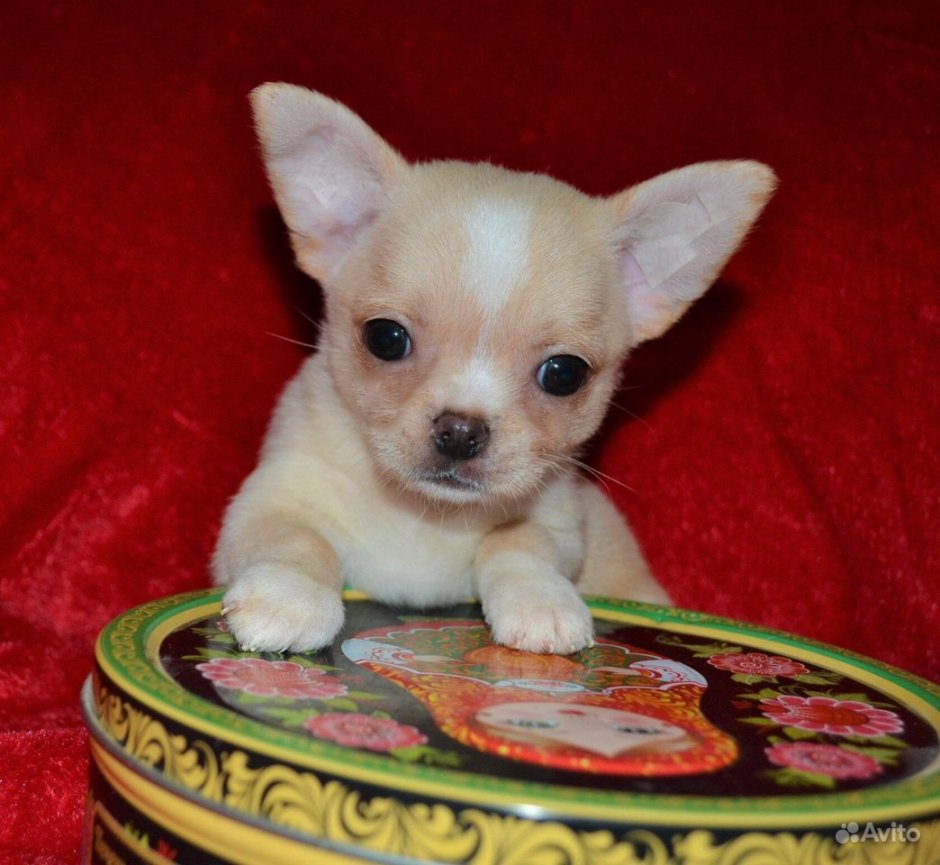 Чихуахуа тайский кобби
