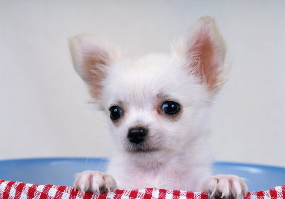 Тайский чихуахуа