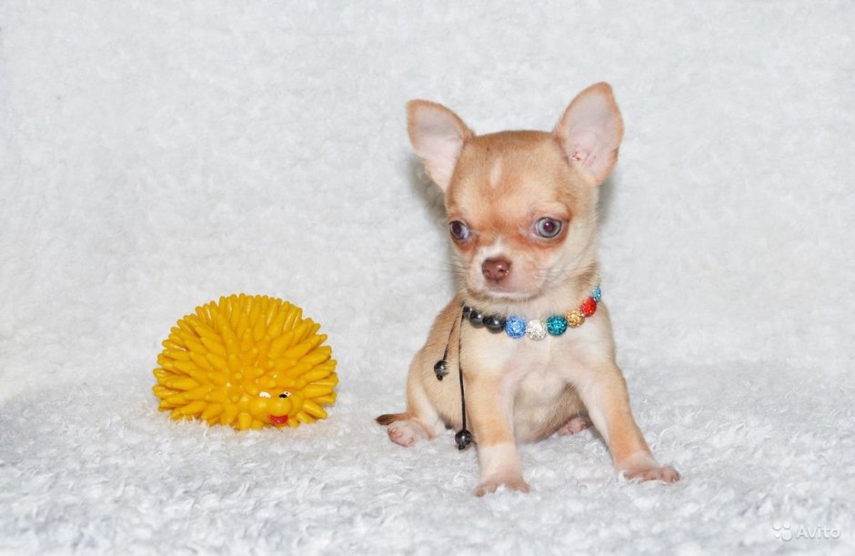 Чихуахуа супер мини Тип кобби