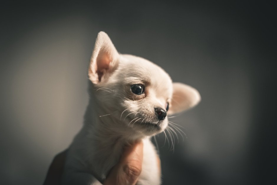 Чихуахуа тайский Тип