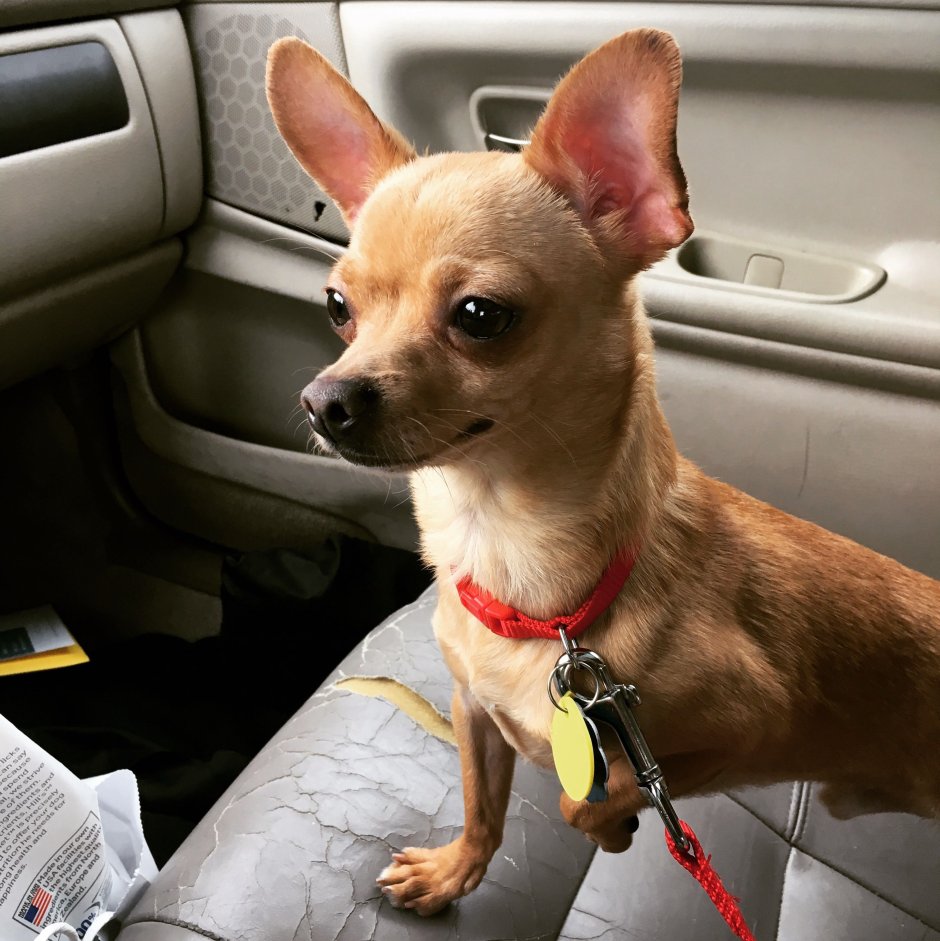 Неправильный прикус у чихуахуа