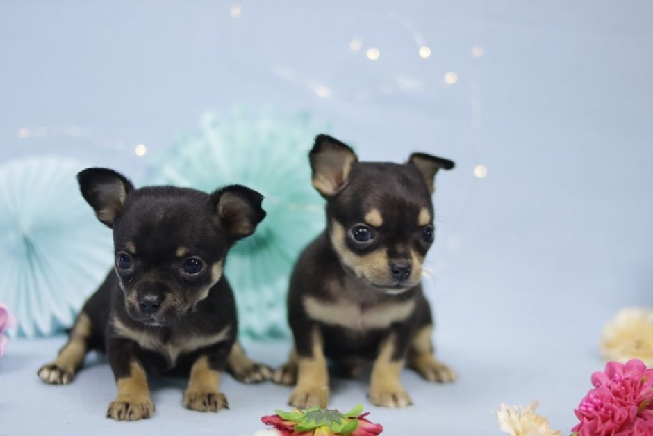 Тайский чихуахуа