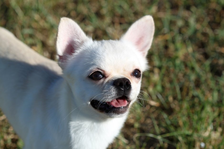 Чихуахуа Дир питомник