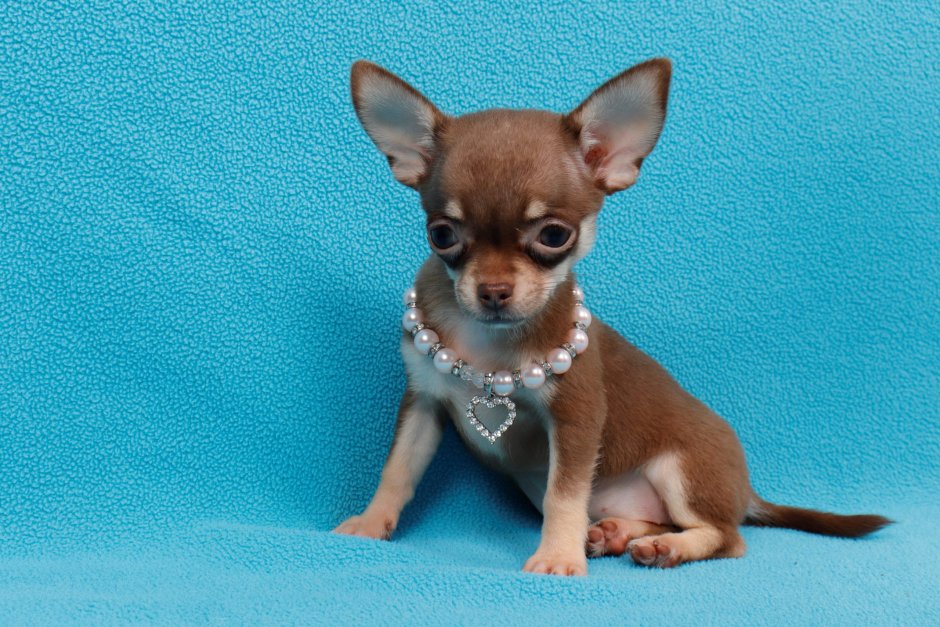 Чихуахуа Молли