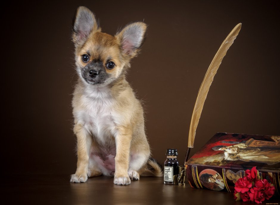 Чихуахуа кобби длинношерстный