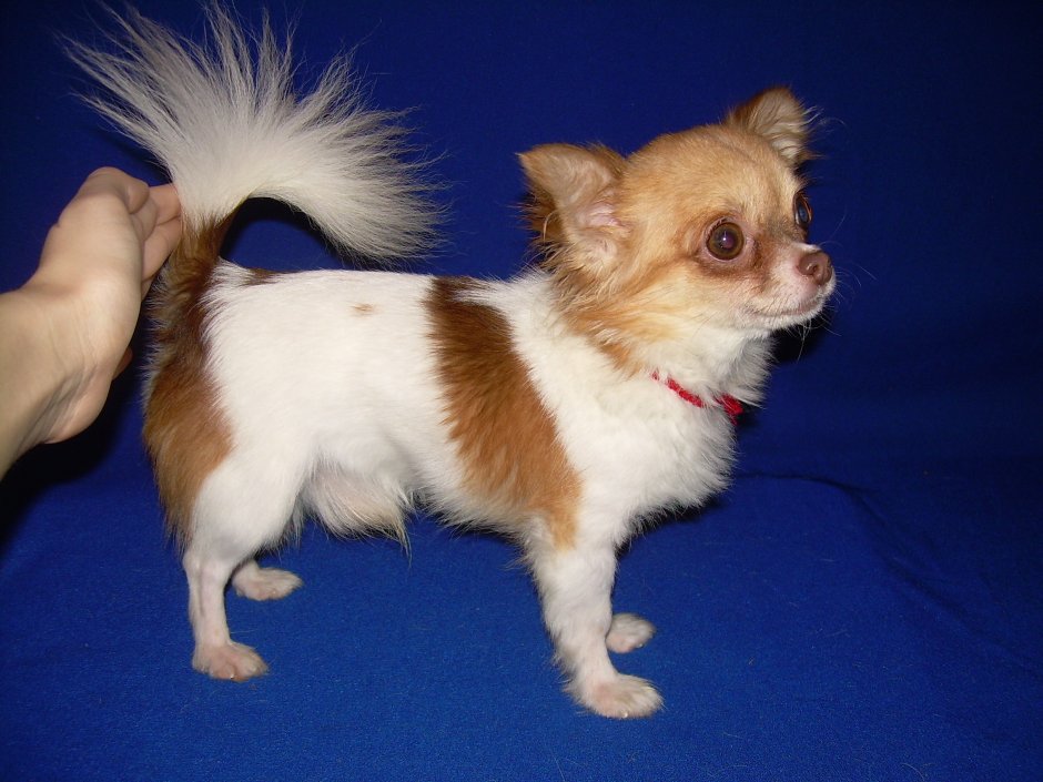Чихуахуа тайский Тип