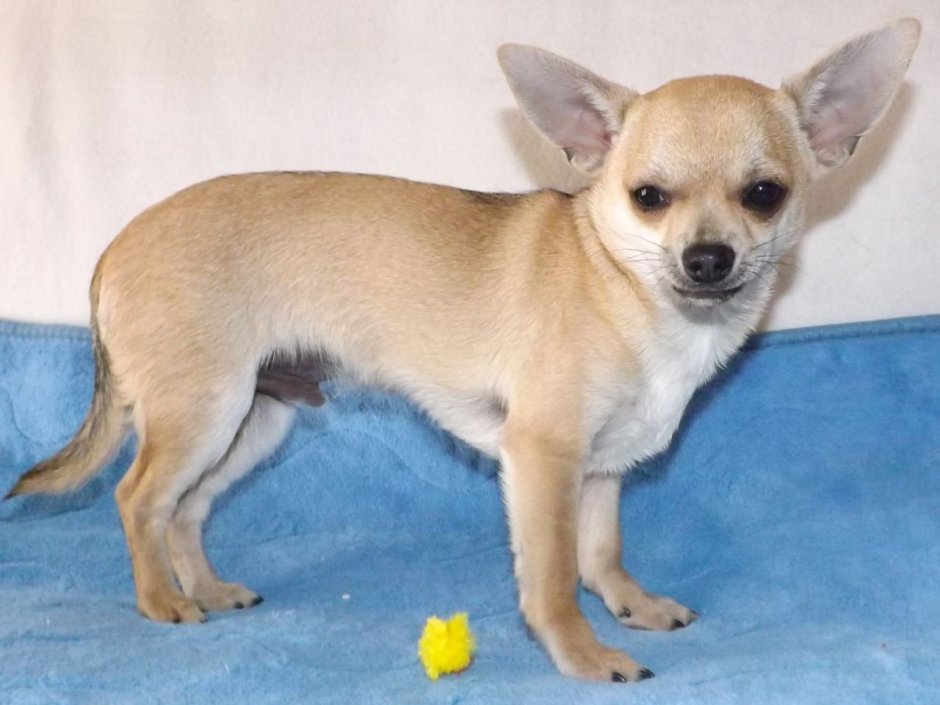 Живая чихуахуа