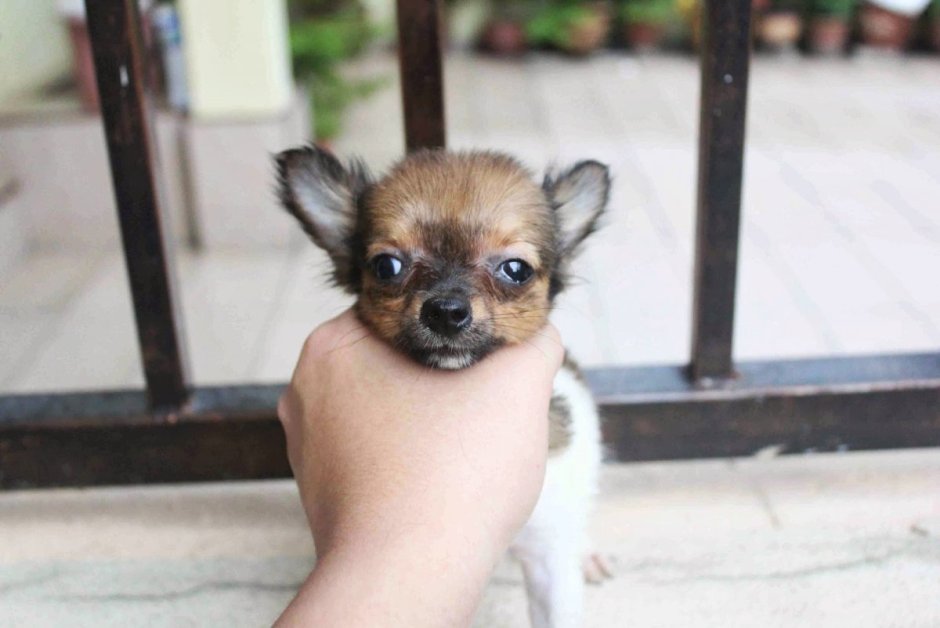 Новорожденные чихуахуа