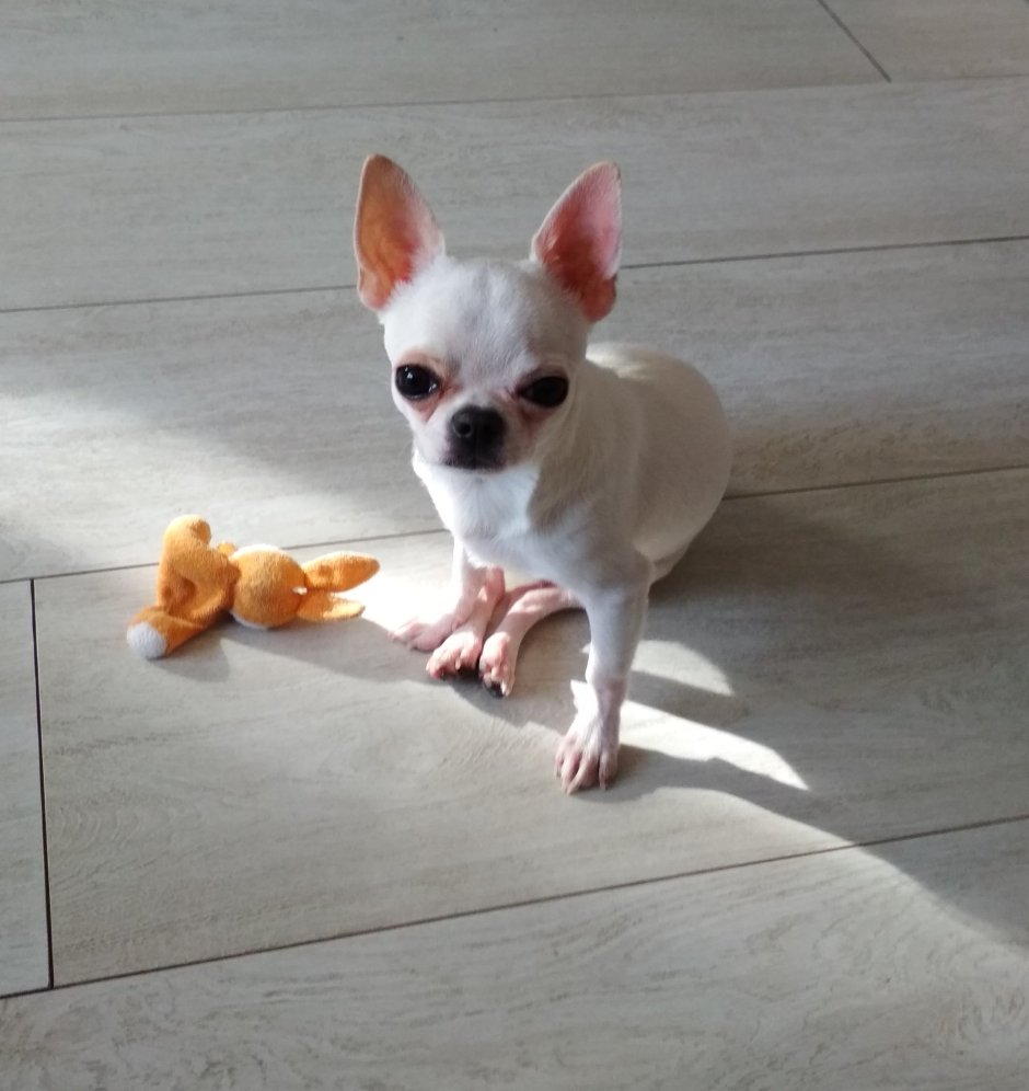 Чихуахуа 1920х1080