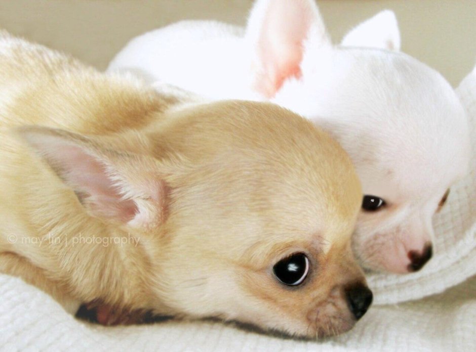 Чихуахуа Юниор