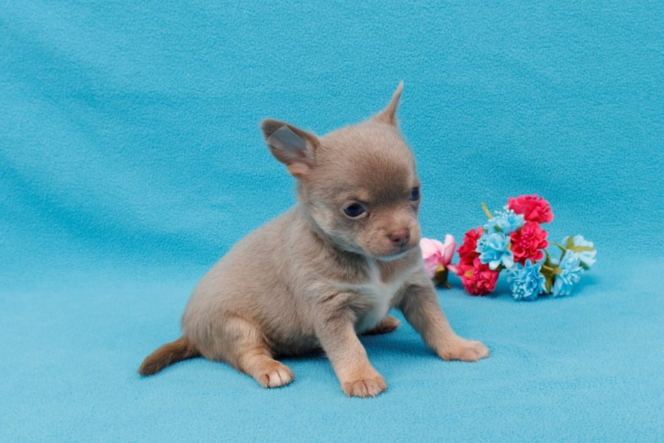 Тайский чихуахуа фото