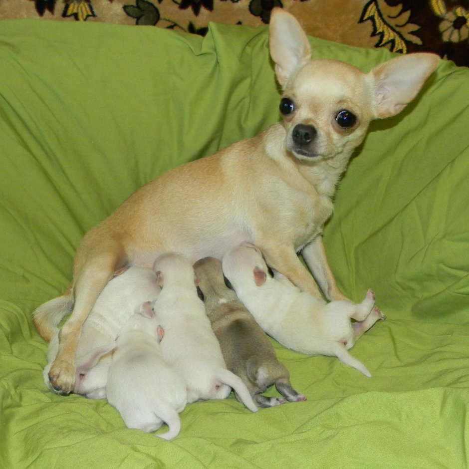 Тайский чихуахуа