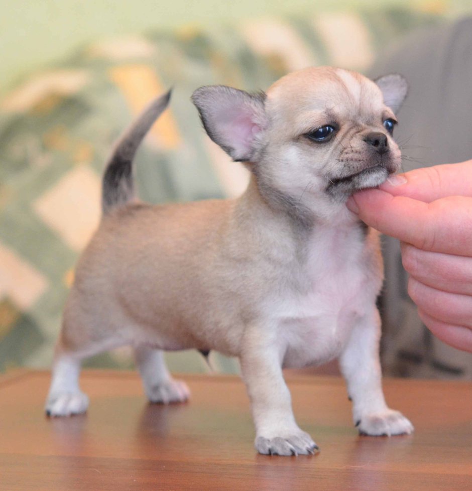 Чихуахуа РЕН