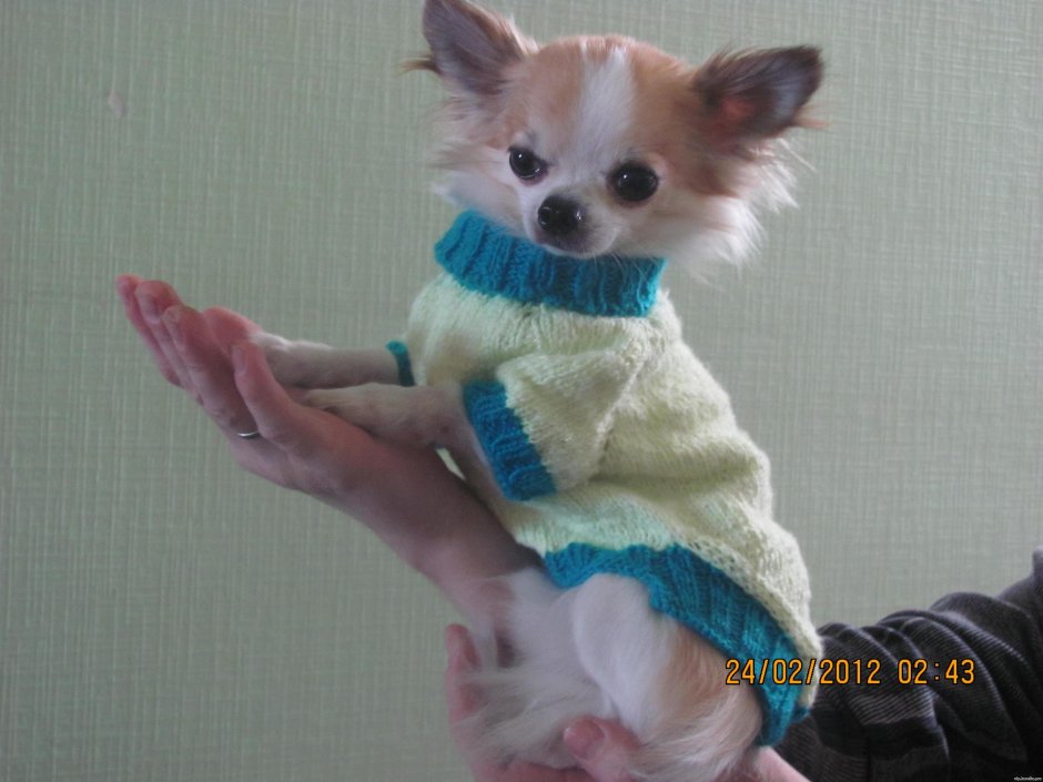 Гетерохромия у чихуахуа