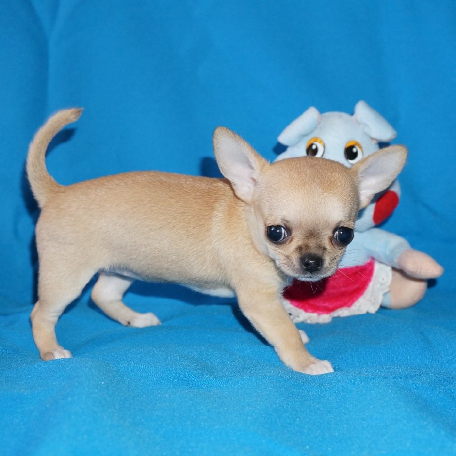 Чихуахуа молочный гладкошерстный