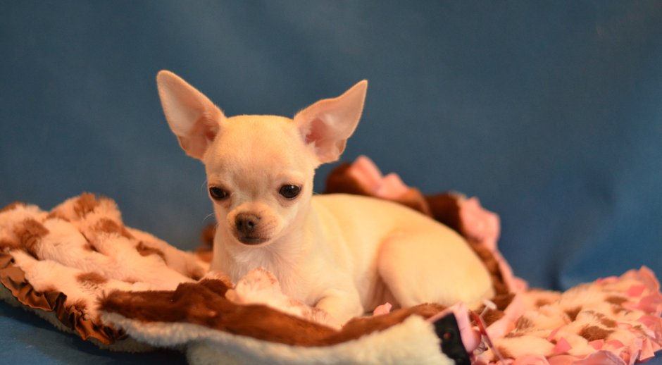 Чихуахуа дрессировка