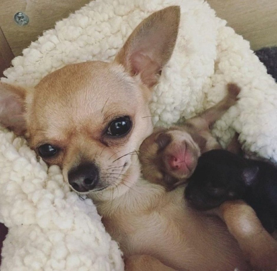 Чихуахуа тайский кобби