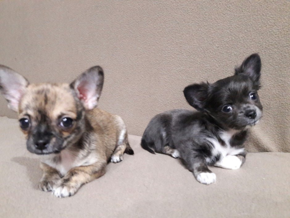 Чихуахуа Гир