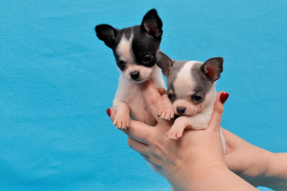 Чихуахуа макси