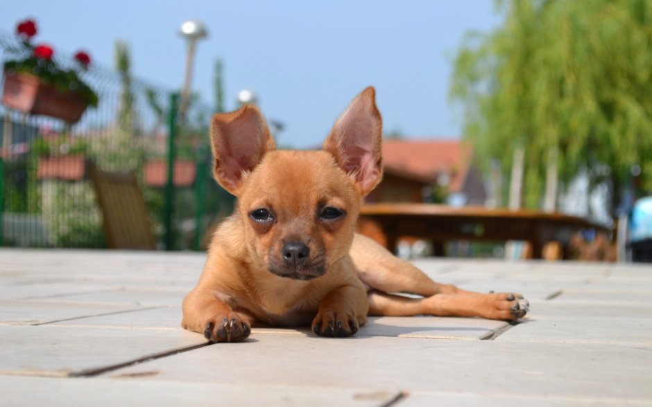 Тигровый чихуахуа