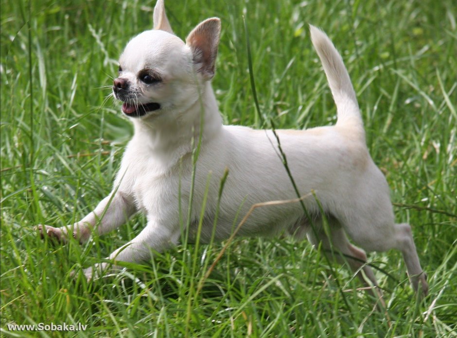 Тайский чихуахуа