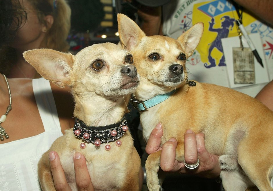 Тайский чихуахуа