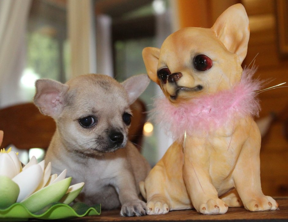 Мексиканский чихуахуа гладкошерстный