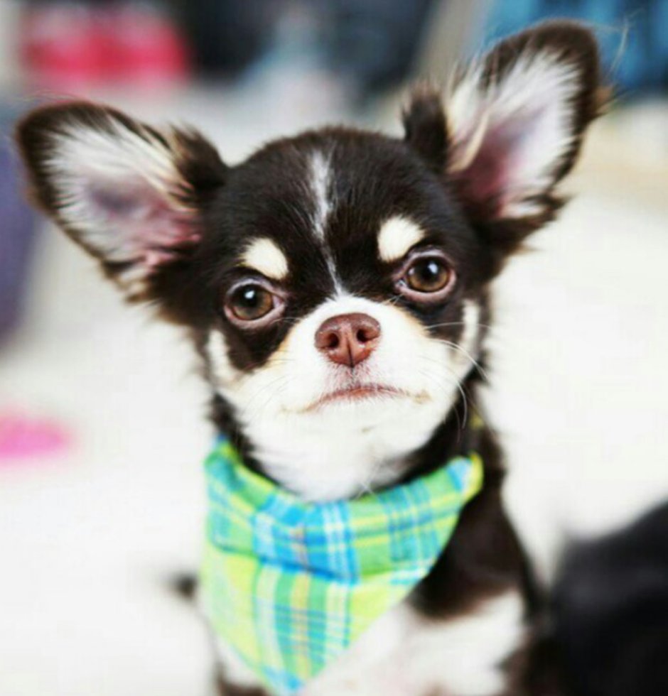 Чихуахуа с большой головой