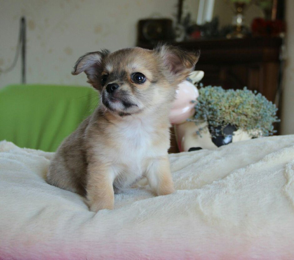 Чихуахуа тайский Тип