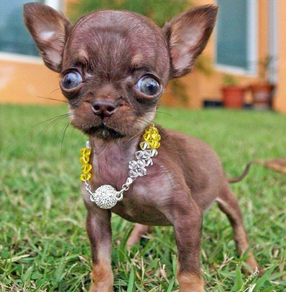 Щенок чихуахуа от 1000 до 10000