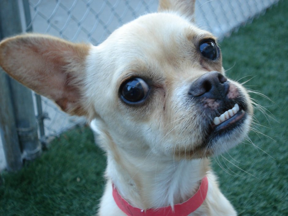 Чихуахуа тайский кобби