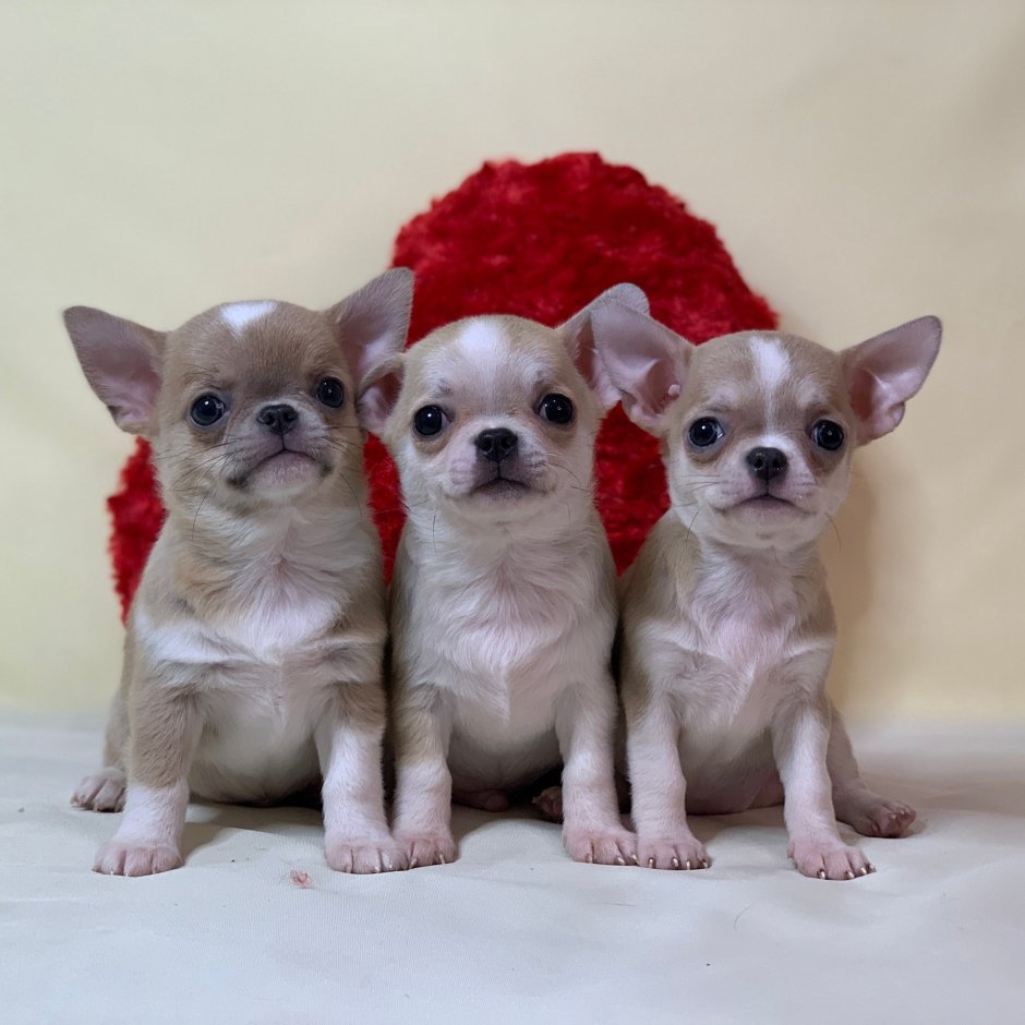 Метис чихуахуа