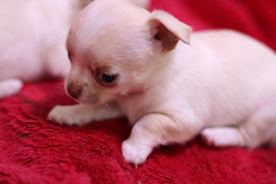 Порода собак чихуахуа