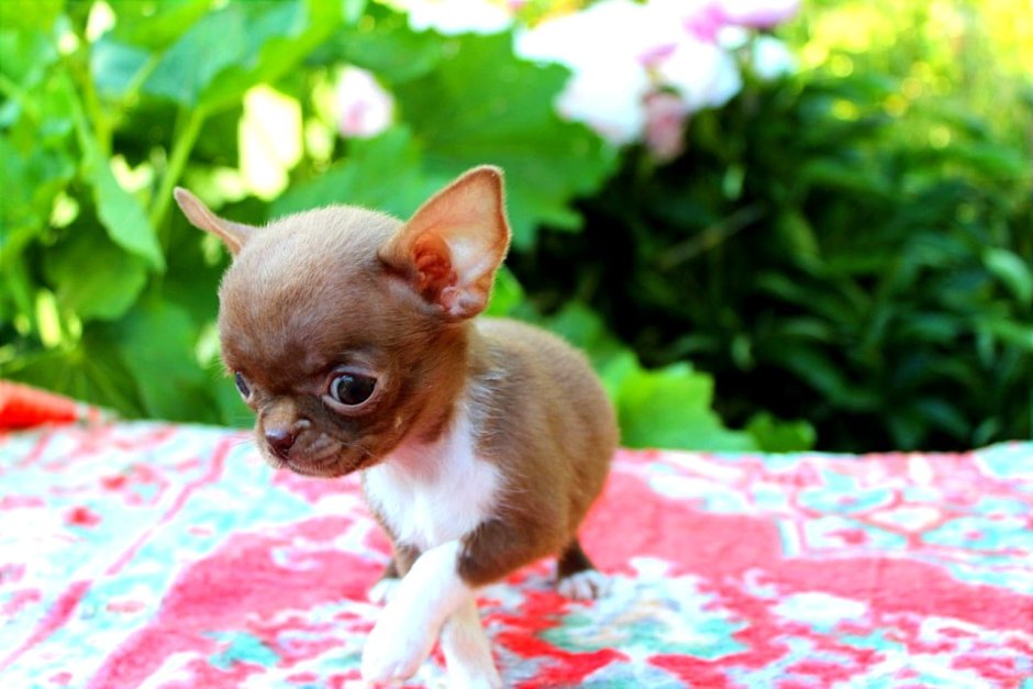 Чихуахуа с 11 айфоном