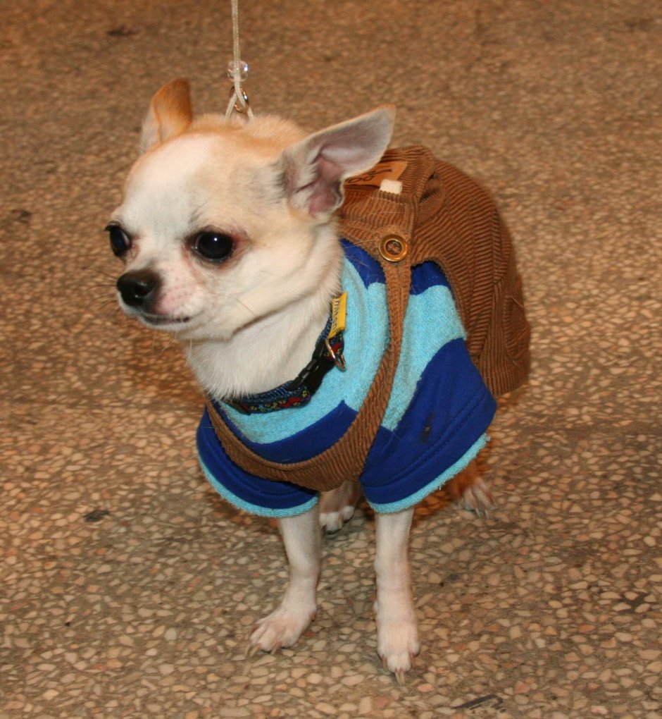 Чихуахуа Дир питомник