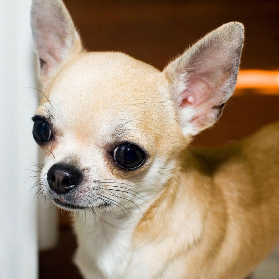 Злато Московии питомник чихуахуа