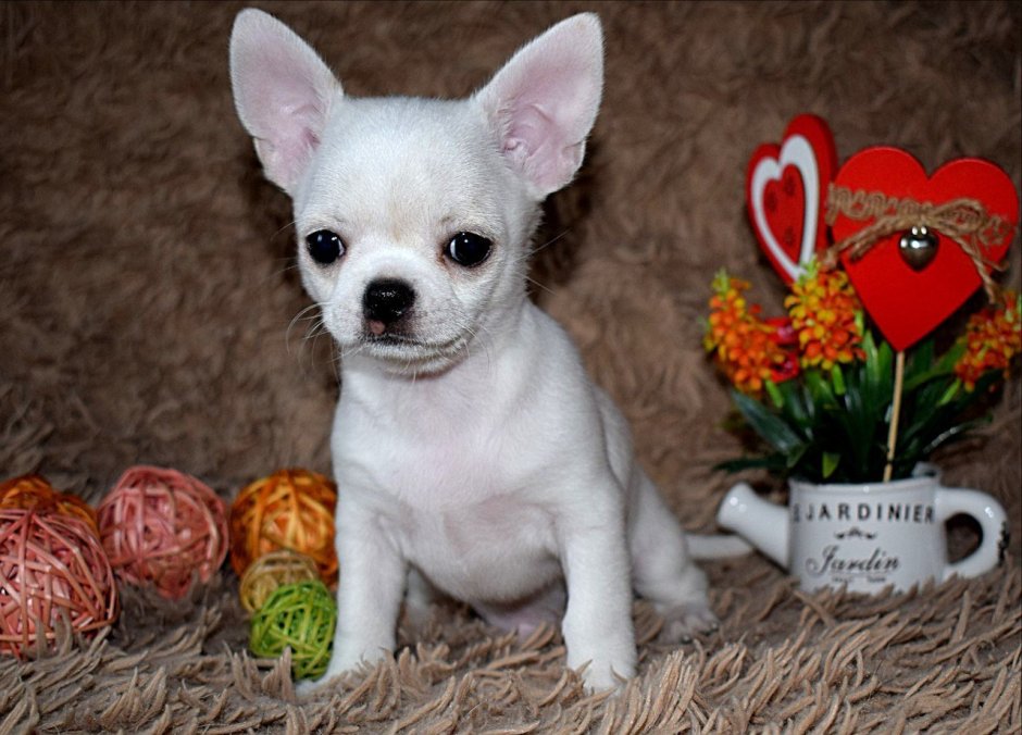 Чихуахуа в розовом