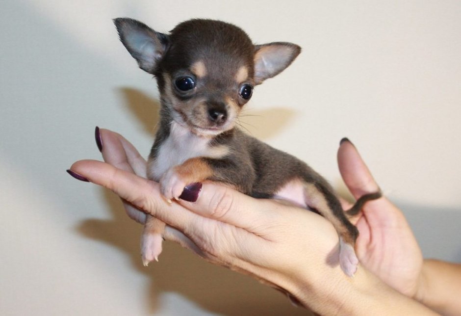 Чихуахуа микро гладкошерстные
