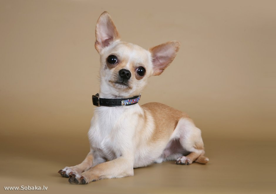 Чихуахуа Хуа злая