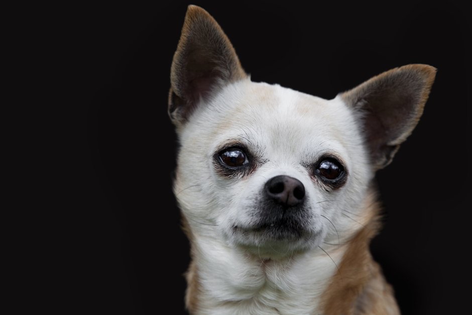 Чихуахуа Барри