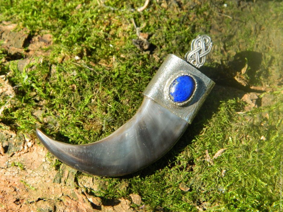 Медвежий коготь настоящий