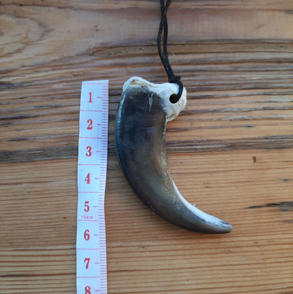 Талисман Волчий клык