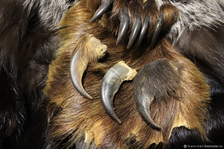 Амулет из когтя медведя