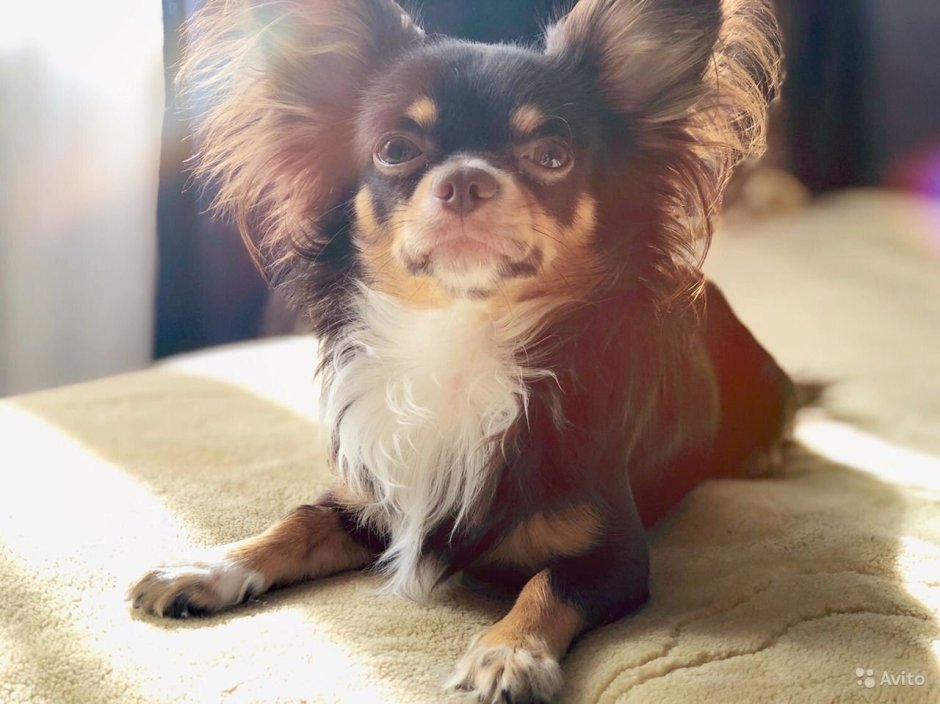 Чихуахуа длинношерстные подпалый
