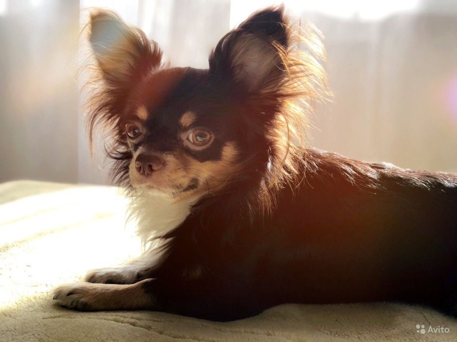 Чихуахуа шоко длинношерстный