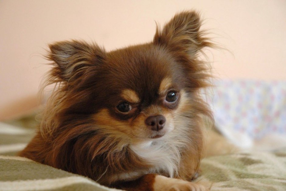 Чихуахуа мини длинношерстные