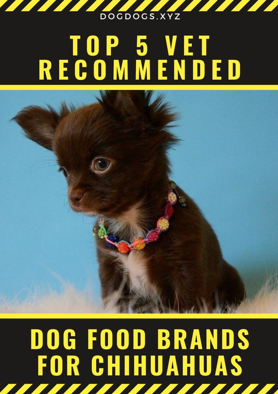 Королевский чихуахуа длинношерстный