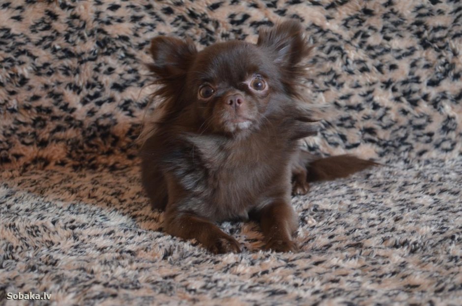 Чихуахуа коричневый длинношерстный